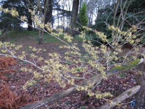 Oczar  żółty (Hamamelis) Pallida c4 zdjęcie 6