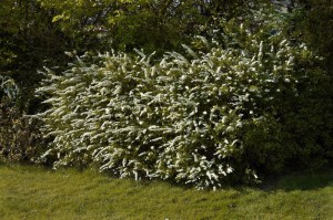 Tawuła szara (Spiraea cinera) Grefsheim c2 zdjęcie 7