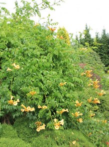 Milin amerykański (Campsis) Judy - roślina pnąca zdjęcie 6