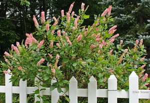 Orszelina olcholistna (Clethra alnifolia) Pink Spire zdjęcie 4