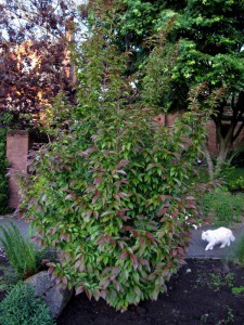 Stewarcja kameliowata (Stewartia pseudocamelia) c7,5 zdjęcie 3