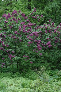 Bez - lilak - Syringa Charles Joly c2 zdjęcie 7