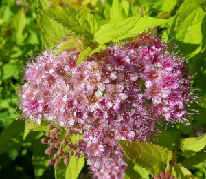 Tawuła japońska (Spiraea japonica) Golden Princess c2 zdjęcie 7