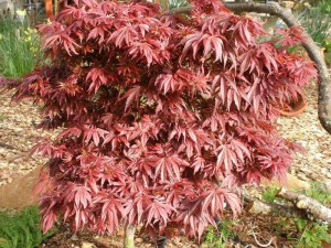 Klon palmowy szczepiony (Acer palm.) Shaina c4 zdjęcie 7