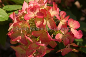 Hortensja bukietowa Diamant Rouge syn. Rendia c3 zdjęcie 5