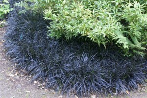 Konwalnik (Ophiopogon planiscapus) Niger sadzonka 3
