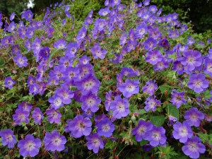 Bodziszek mieszańcowy (Geranium hybridum) Rozanne 2