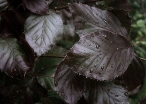 Buk pospolity (Fagus sylvatica) Dawyck Purple c4 zdjęcie 7