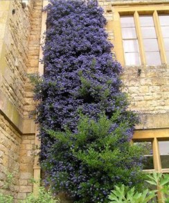 Prusznik (Ceanothus impressus) Victoria c1 zdjęcie 7
