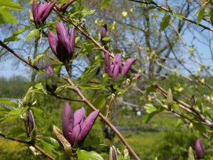 Magnolia naga (Magnolia denudata) Black Beauty zdjęcie 2
