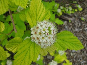Pęcherznica kalinolistna (Physocarpus opuliofolius) Dart's Gold c2 zdjęcie 6