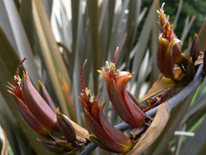 Len nowozelandzki (Phormium tenax) Purpureum zdjęcie 6