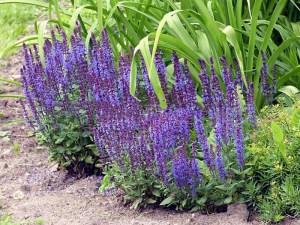 Szałwia omszona (Salvia) Merleau Blue zdjęcie 7