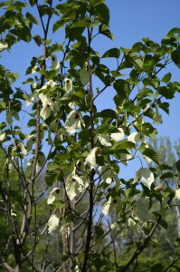 Dawidia chińska (Davidia involucrata) c3 zdjęcie 6