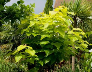 Katalpa, surmia (Catalpa bignonioides) Aurea c7 zdjęcie 2