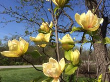 Magnolia Sunsation sadzonka zdjęcie 4