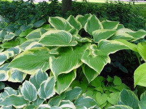 Funkia (Hosta) Victory zdjęcie 6