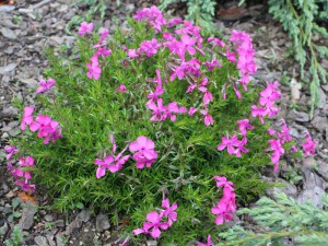Floks szydlasty (Phlox subulata) Mc Daniels Cushion 6