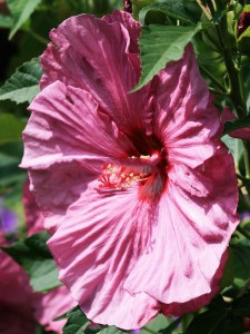 Hibiskus bylinowy (Hibiscus moscheutos) Berrylicious zdjęcie 4