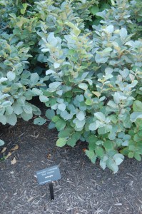 Fothergilla gardenii (Fothergilla Gardena) Blue Mist c2 zdjęcie 5