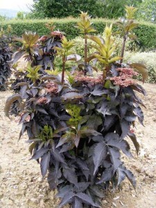Bez czarny (Sambucus nigra) Black Tower zdjęcie 7