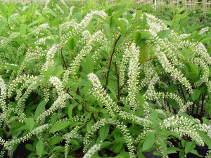 Itea wirginijska (Itea virginica) zdjęcie 3