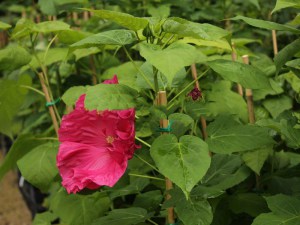 Hibiskus bylinowy (Hibiscus moscheutos) Jazzberry Jam zdjęcie 7
