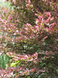 Buk trójkolorowy (Fagus Purpurea) Tricolor c4 zdjęcie 7