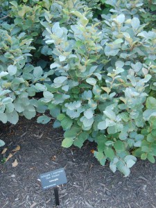 Fothergilla pośrednia (Fothergilla intermedia) Blue Shadow zdjęcie 2