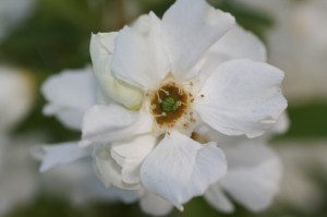 Obiela mieszańcowa (Exochorda macrantha) Niagara zdjęcie 6