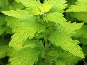 Barbula Caryopteris Hint of Gold 6
