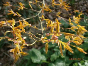 Klon palmowy (Acer palm.) Orange Dream c1,5 zdjęcie 7