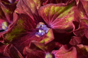 Hortensja ogrodowa (Hydrangea macrophylla) Schloss Wackerbarth SAXON c3 zdjęcie 6