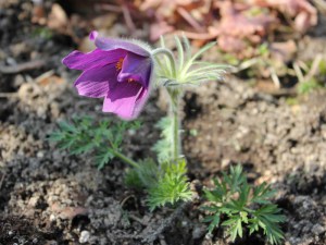 Sasanka (Pulsatilla) fioletowa sadzonka zdjęcie 6