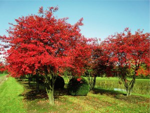 Świdośliwa kanadyjska (Amelanchier lamarckii) c4 zdjęcie 6