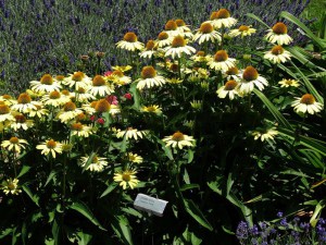 Jeżówka purpurowa (Echinacea) Cleopatra zdjęcie 6
