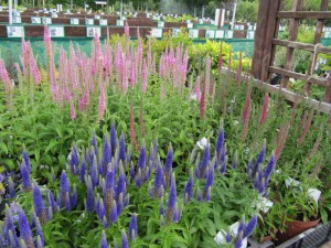 Przetacznik kłosowy (Veronica Spicata) Red Fox zdjęcie 7
