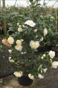 Kamelia japońska (Camelia japonica) Brushfield Yellow c2 zdjęcie 6