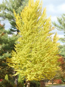 Miłorząb japoński (Ginkgo biloba) c3 zdjęcie 6