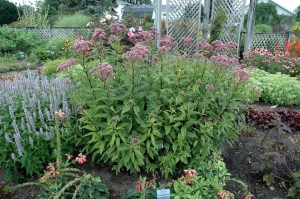Sadziec dęty (Eupatorium) Baby Joe 6