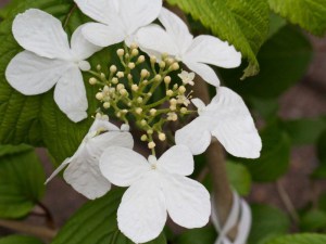 Kalina japońska (Viburnum plicatum) Kilimanjaro c3 zdjęcie 6