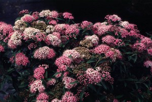 Tawuła japońska (Spiraea japonica) Shirobana c2 zdjęcie 5