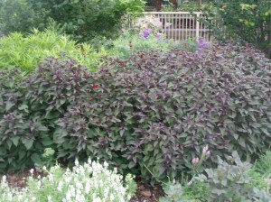 sadziec plamisty (Eupatorium) Chocolate 7