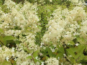 Hortensja bukietowa (Hydrangea paniculata) Brussels Lace c3 zdjęcie 6