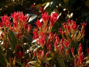 Pieris japoński (Pieris japonica) Flaming Silver zdjęcie 5