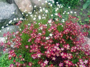 Skalnica Arendsa (Saxifraga arendsii) Peter Pan zdjęcie 6