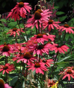 Jeżówka purpurowa (Echinacea) Glowing Dream zdjęcie 6