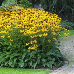 Rudbekia błyskotliwa (Rudbeckia fulgida) Goldsturm 6