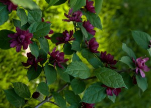 Kielichowiec Raulstona (Calycanthus raulstoni) Hartlage Wine c1 zdjęcie 8