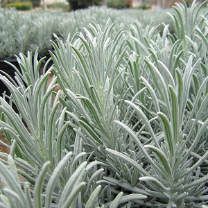 Lawenda pośrednia (Lavendula intermedia) Grosso c1,5 zdjęcie 8
